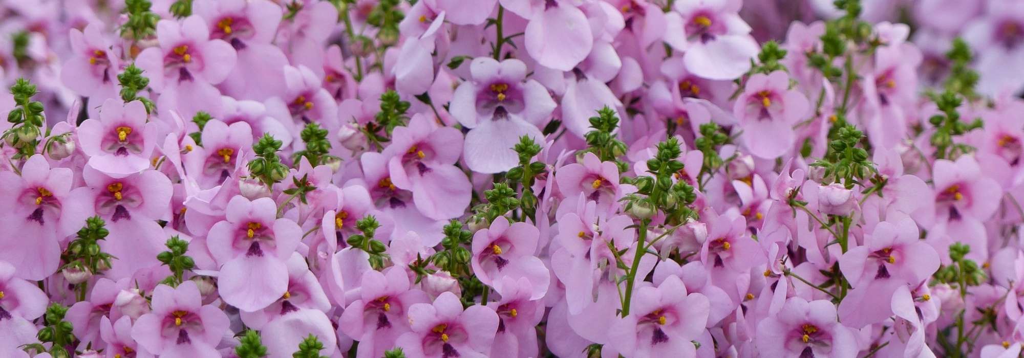 Diáscia : semear, plantar, cultivar