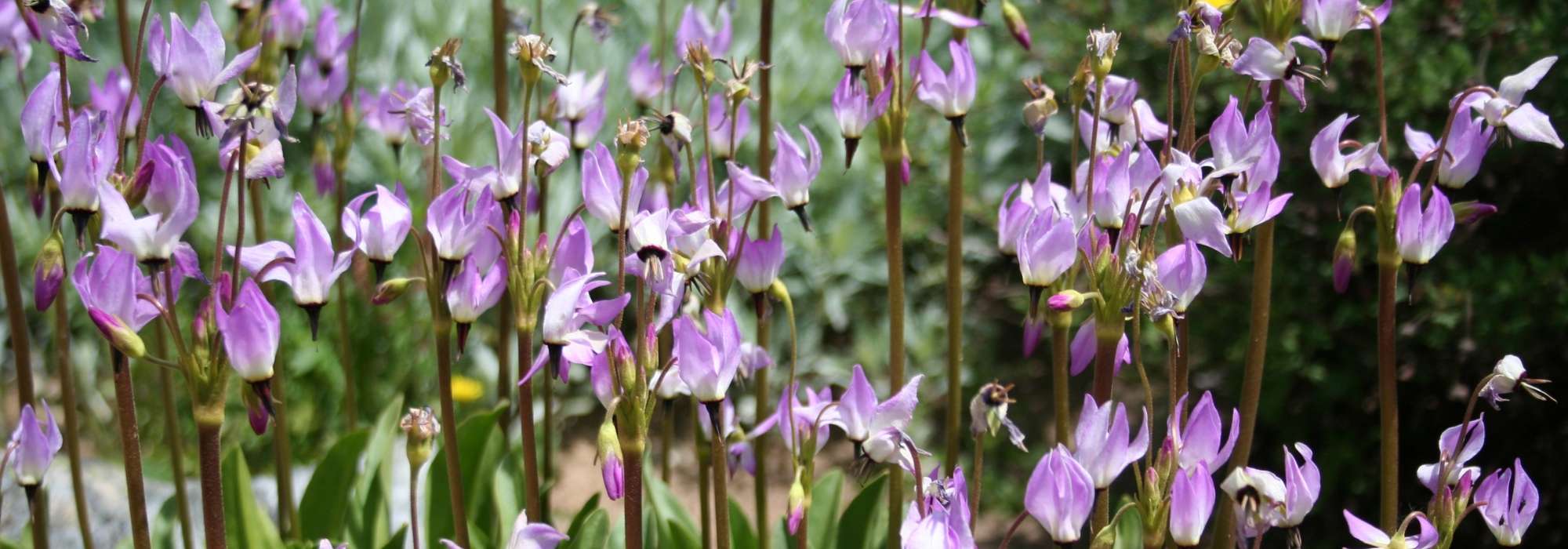 Dodecatheon, girosela: plantar, cultivar