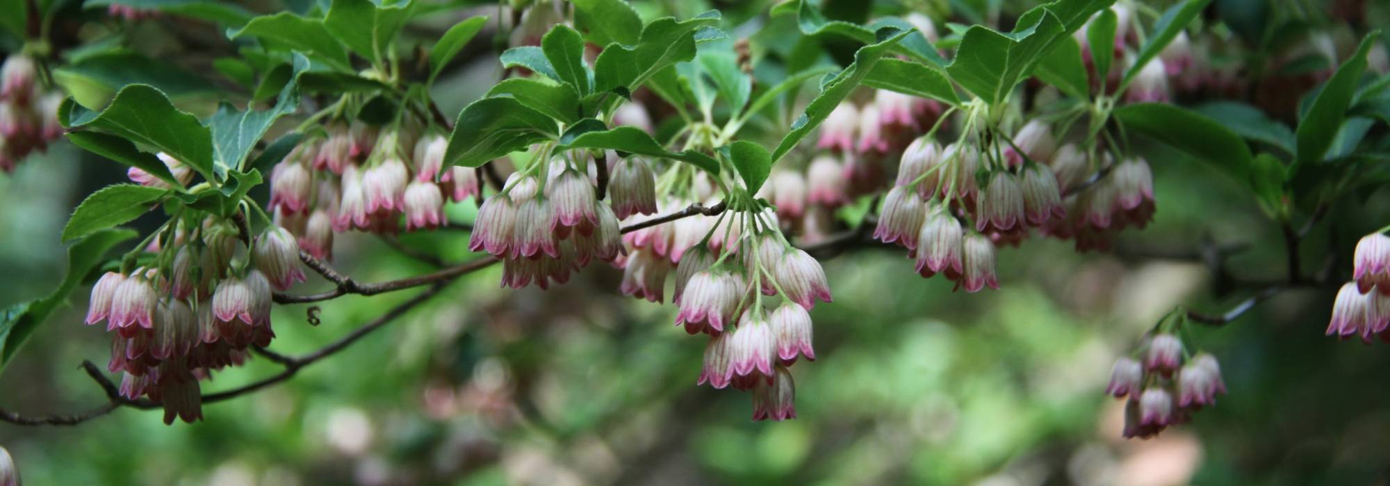 Enkianthus, andrómeda-de-campânula: plantar, cultivar, cuidar