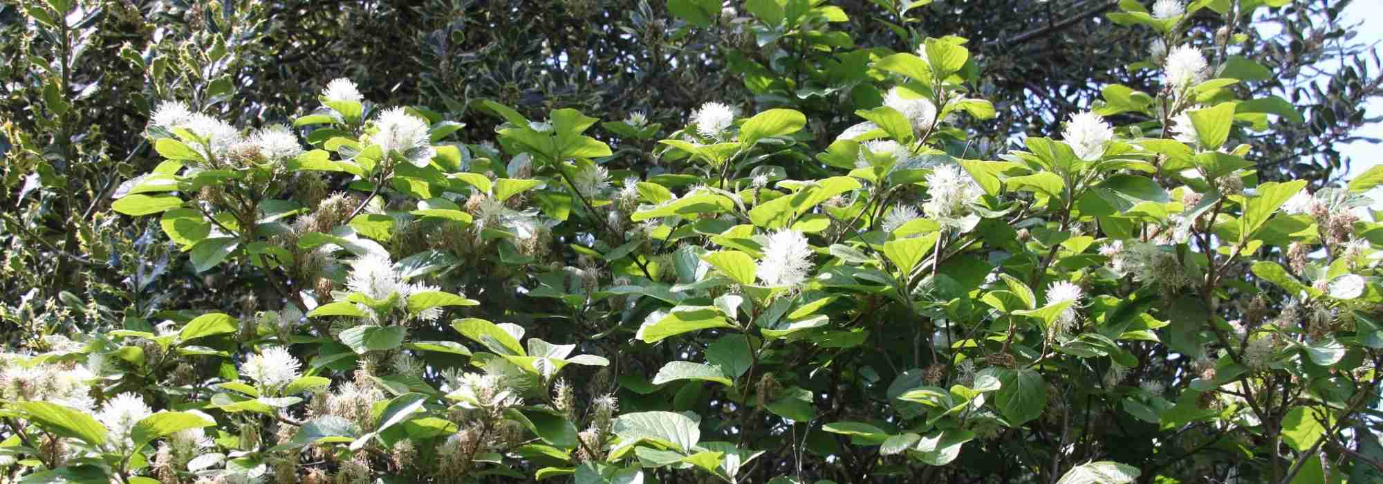 Fothergilla : plantar, podar, cuidar