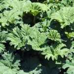 Gunnera, ruibarbo-gigante: plantar e cuidar