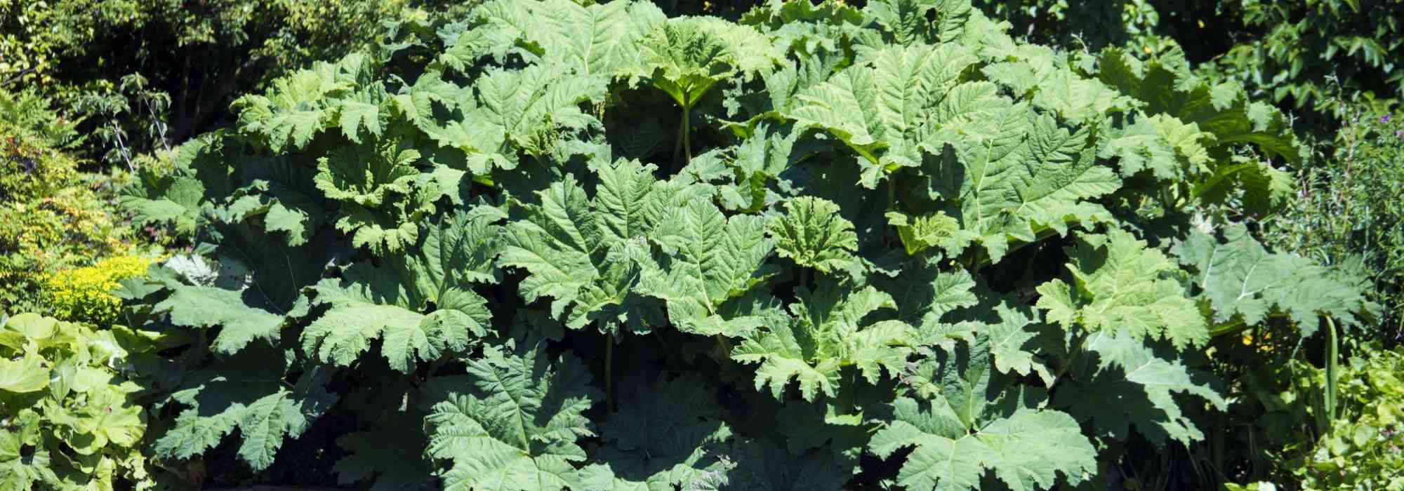 Gunnera, ruibarbo-gigante: plantar e cuidar