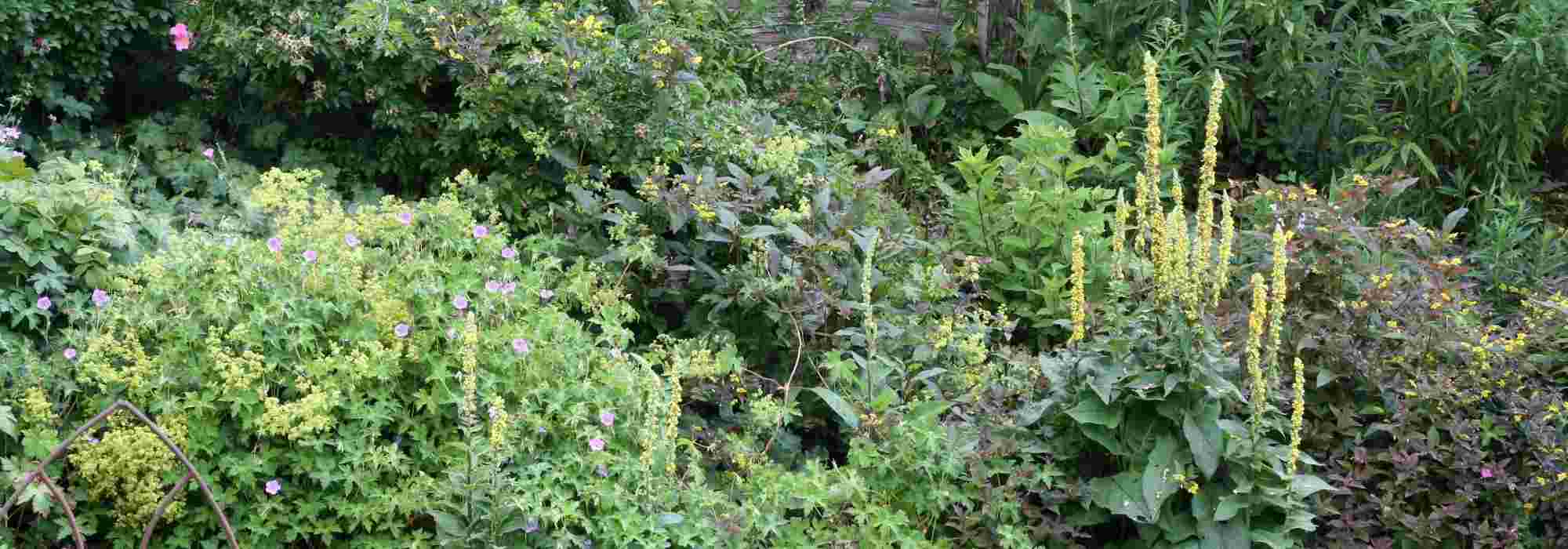Como amenizar um jardim em declive?