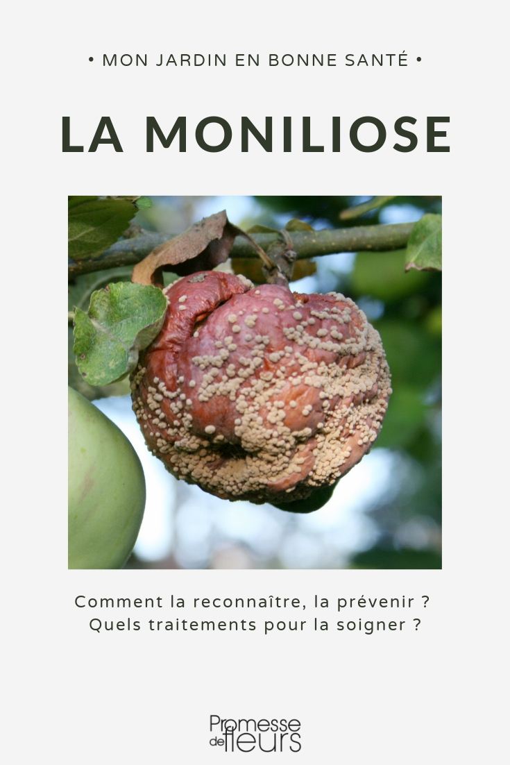a moniliose ou podridão dos frutos