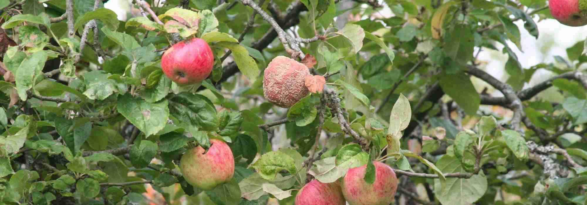 A moniliose das árvores de fruto
