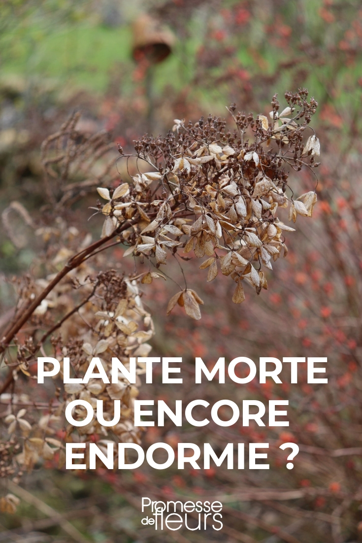 dormência das plantas