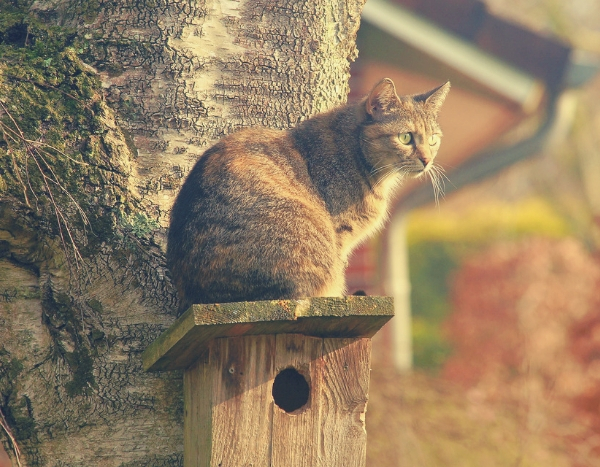 Gatos e pássaros, incompatíveis no jardim? Os meus conselhos para os proteger