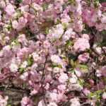 Amendoeira-de-flor, Amendoeira-da-China: plantação, poda, manutenção