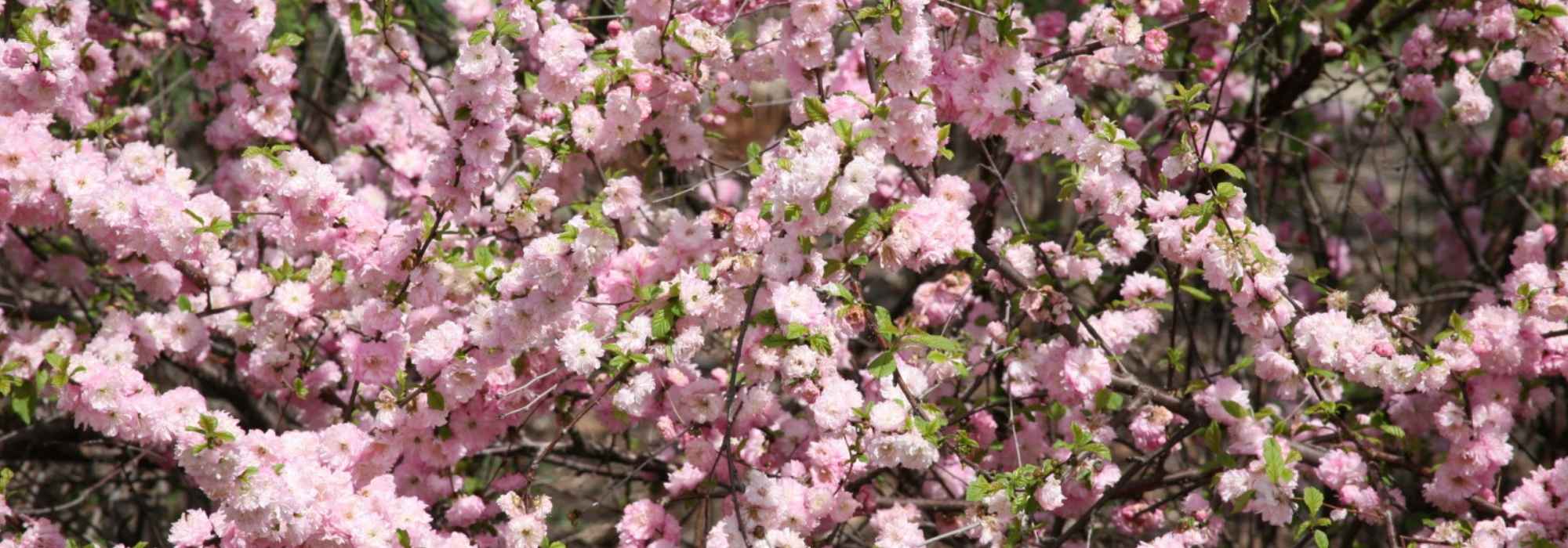Amendoeira-de-flor, Amendoeira-da-China: plantação, poda, manutenção