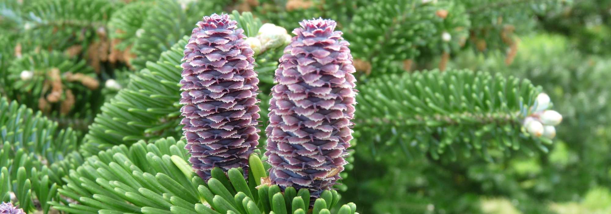 Abeto, Abies: plantar, podar e cuidar