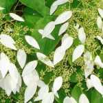 Schizophragma hydrangeoides : plantação, cultivo, manutenção