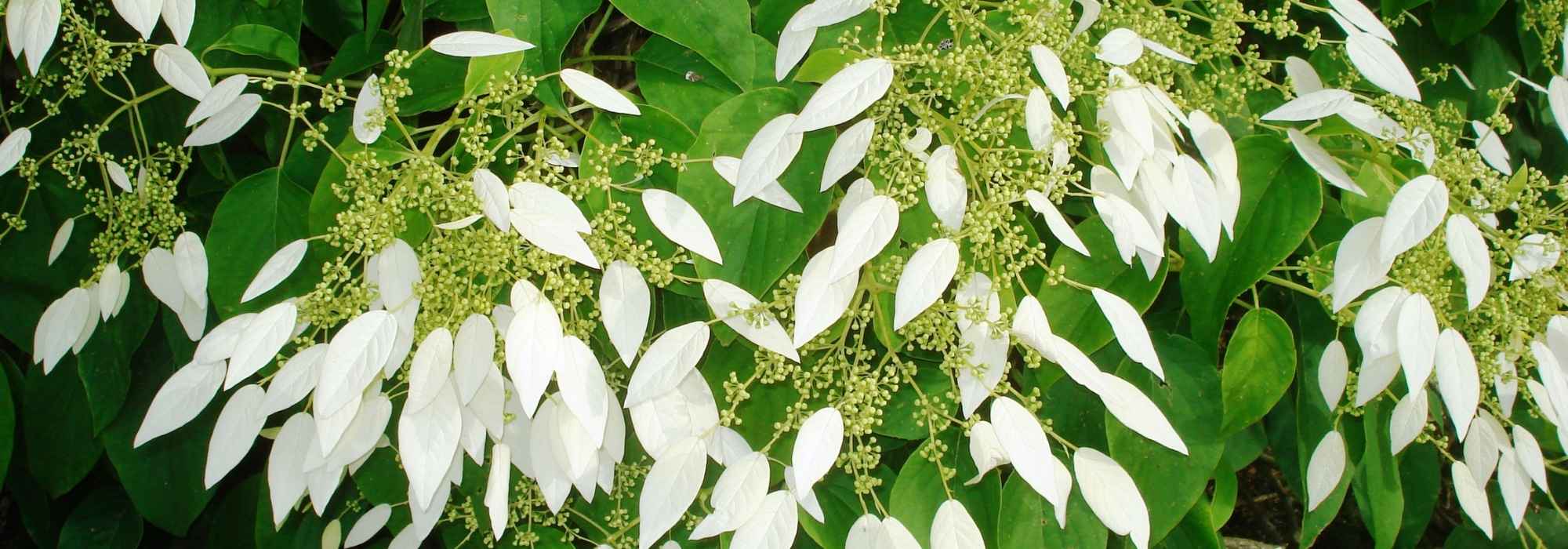 Schizophragma hydrangeoides : plantação, cultivo, manutenção