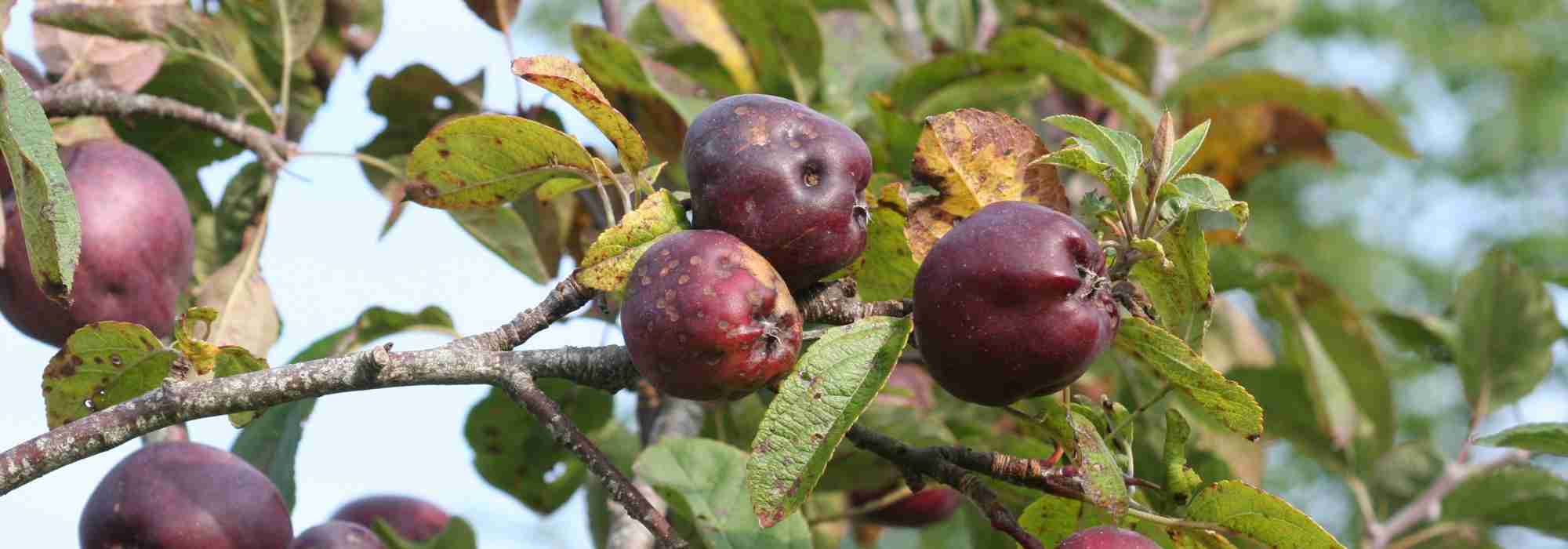 A sarna da macieira e de outras árvores de fruto