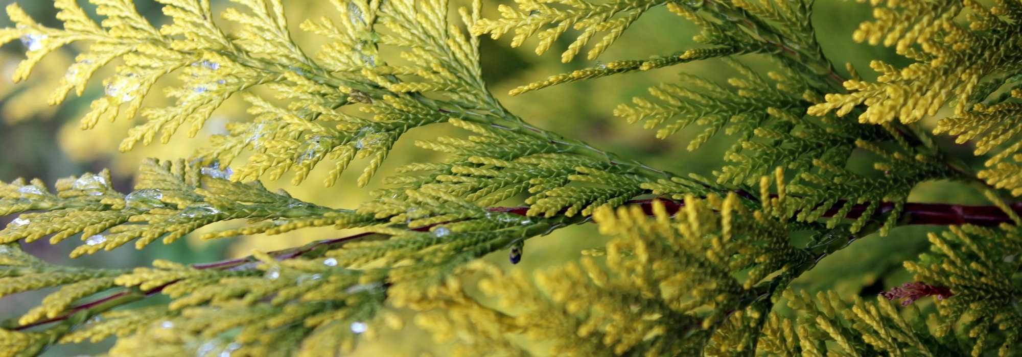 Tuia: plantar, podar e cuidar