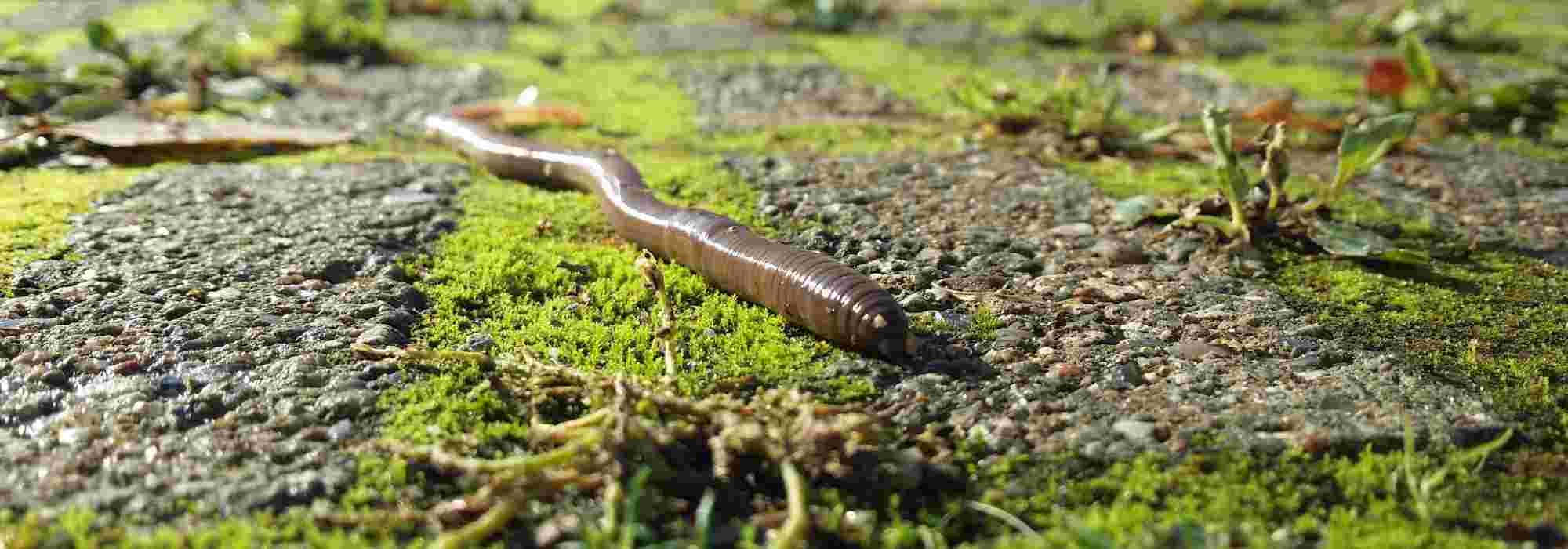 A minhoca ou lombrico: um aliado indispensável no jardim