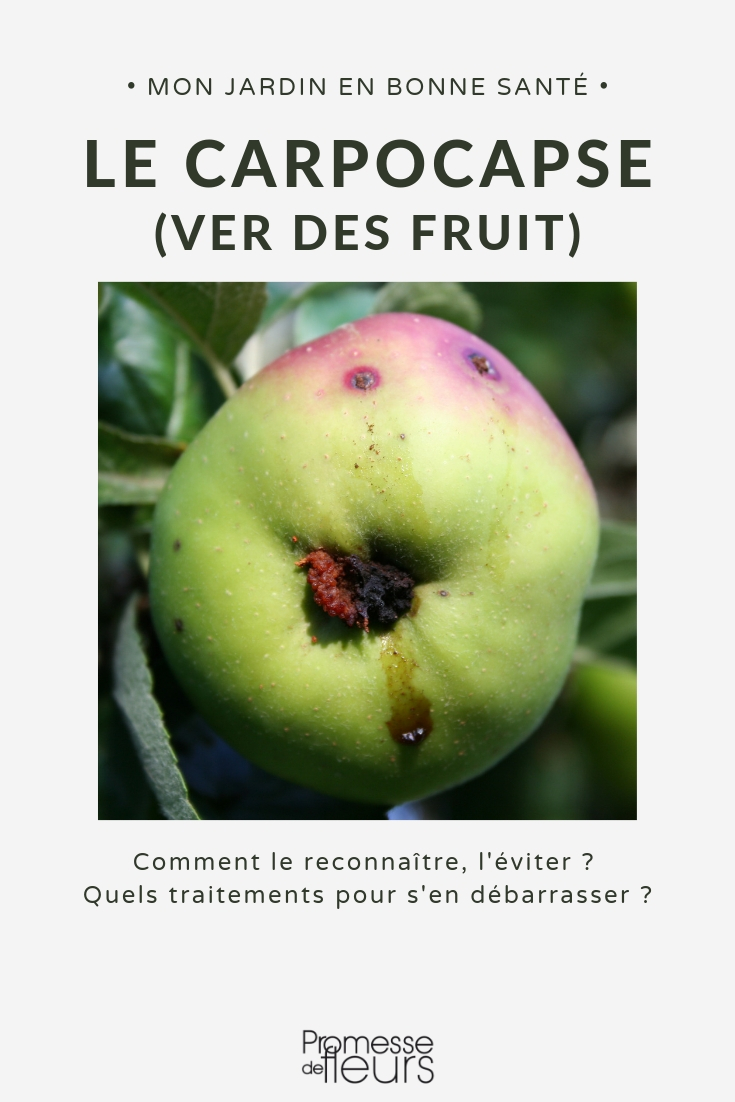 carpocapsa / traça-da-maçã, larvas no fruto