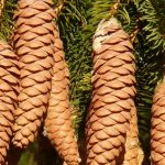 Píceas, Picea: plantar, podar e cuidar