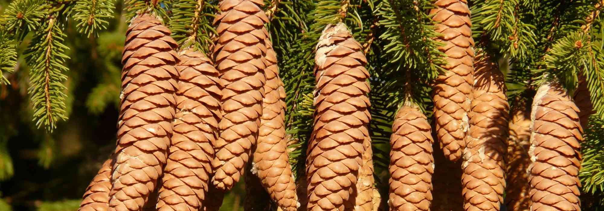 Píceas, Picea: plantar, podar e cuidar