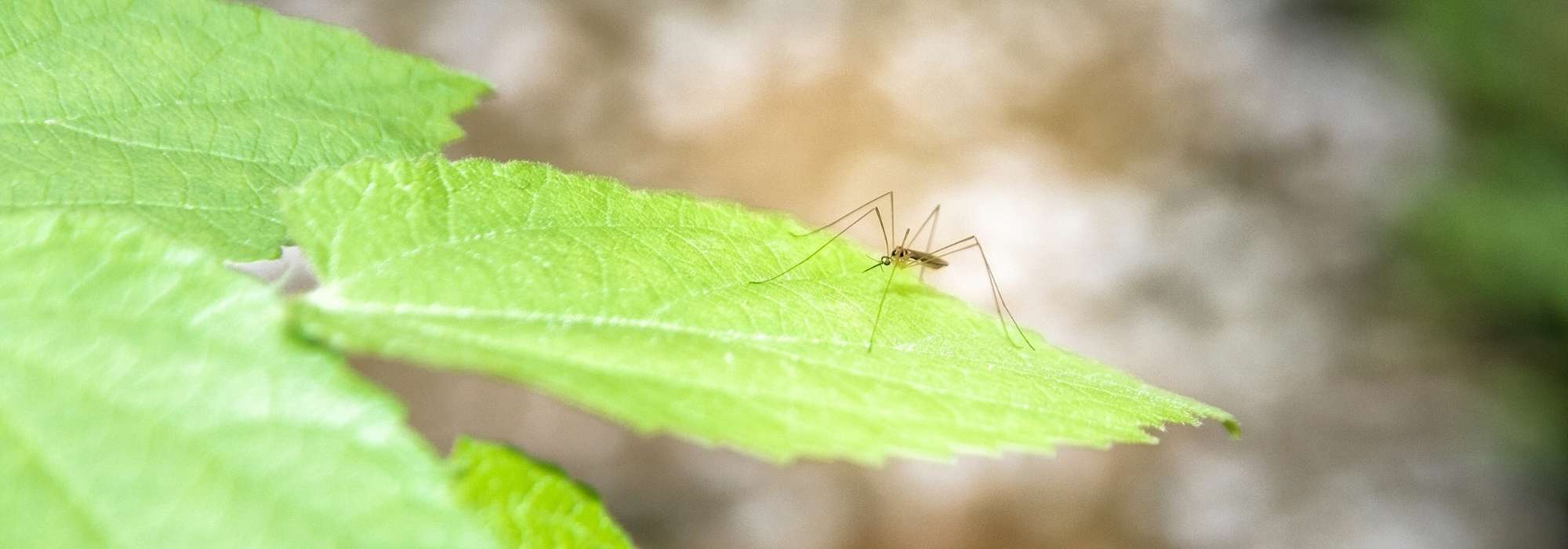 10 plantas anti-mosquitos repelentes e eficazes