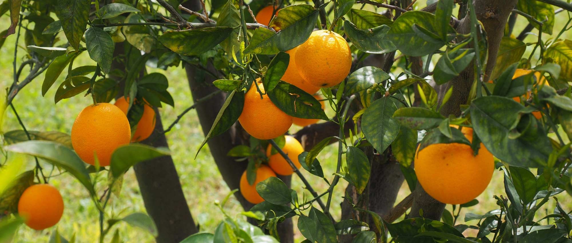 Citrinos: 15 perguntas e respostas sobre o seu cultivo