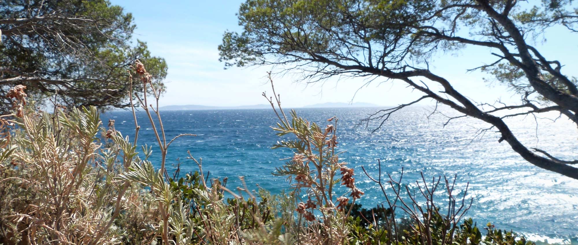 10 arbustos perfeitos para um jardim de beira-mar