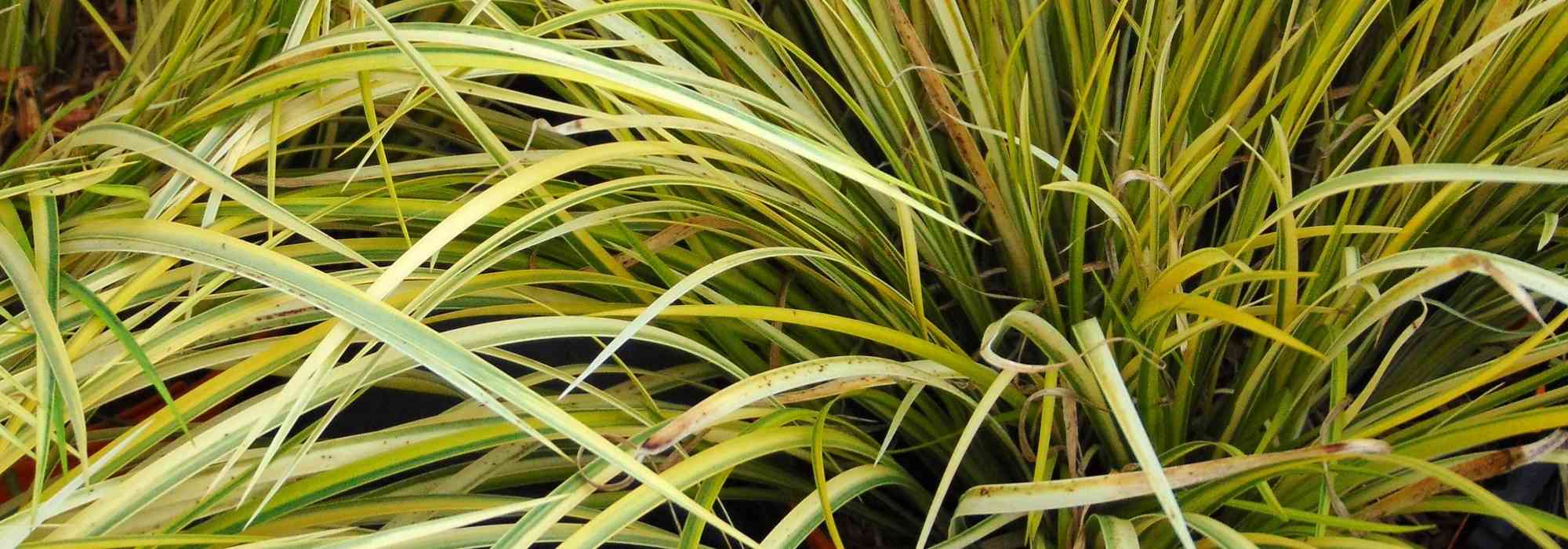 Ácoro, Acorus gramineus e calamus: plantar, cultivar, manter
