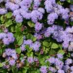 Ageratum, agerato do México: sementeira, plantação, manutenção