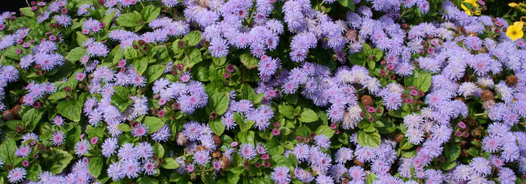 Ageratum, agerato do México: sementeira, plantação, manutenção