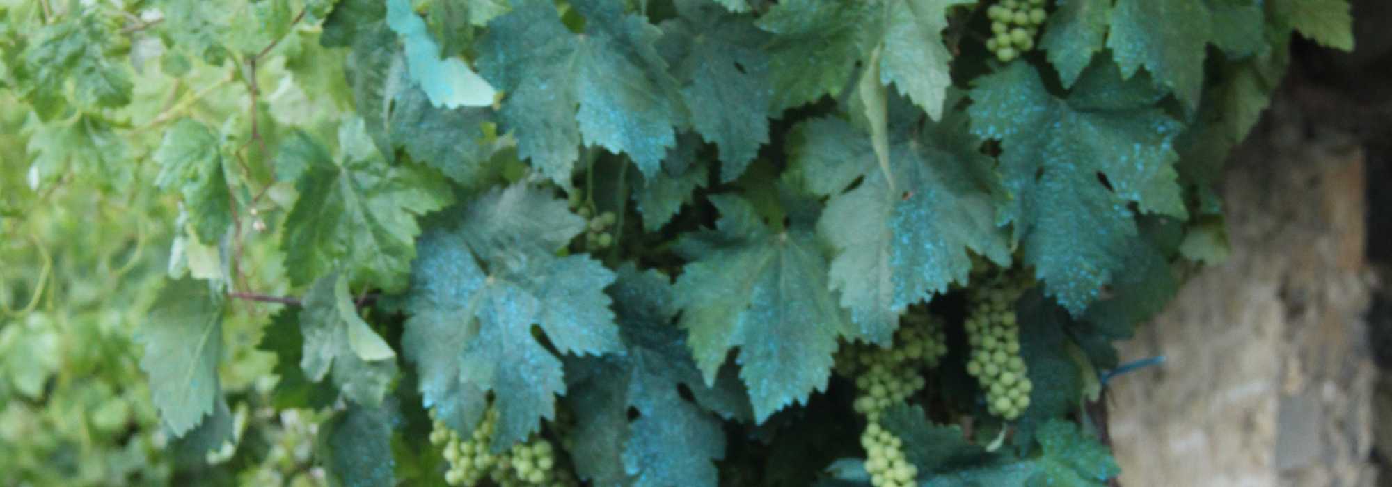 Calda bordalesa e outros tratamentos à base de cobre no jardim
