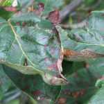 A Entomosporiose: prevenir e combater