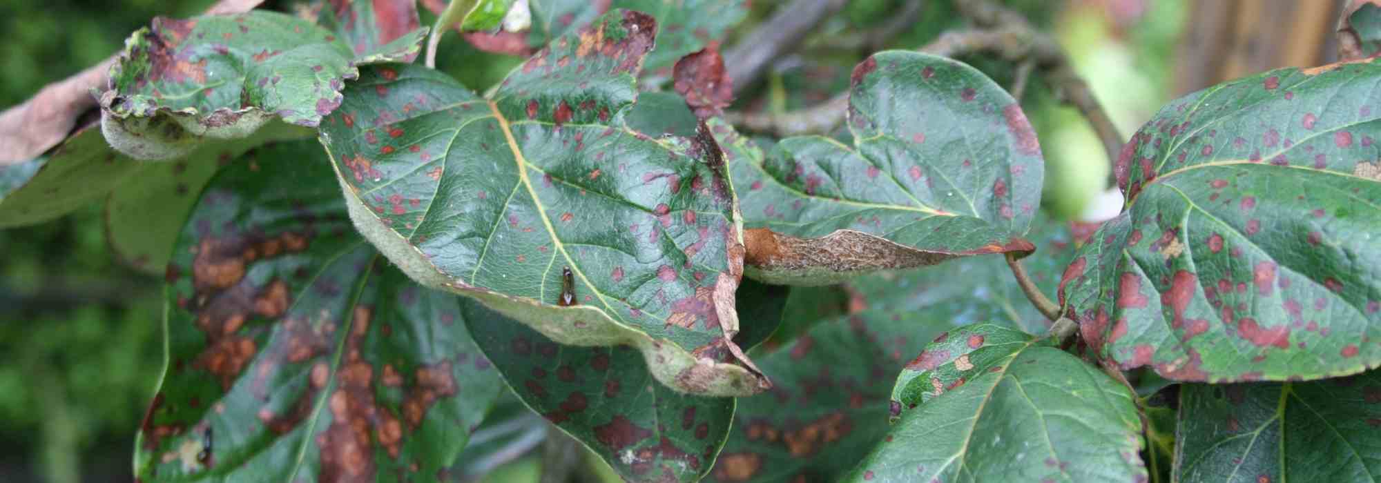 A Entomosporiose: prevenir e combater