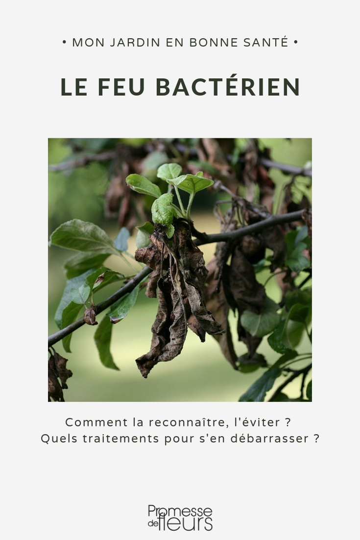 Luta contra o Fogo Bacteriano