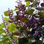 10 flores trepadeiras fáceis para uma decoração express!