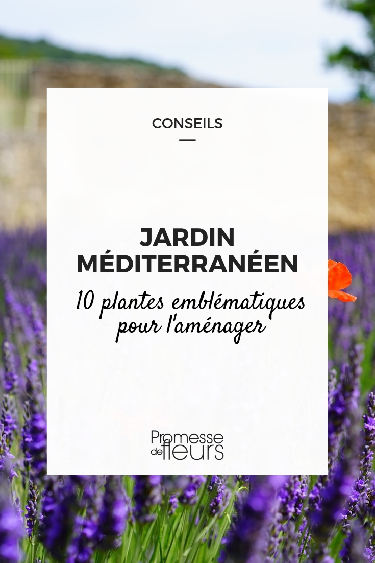 plantas para jardim mediterrânico