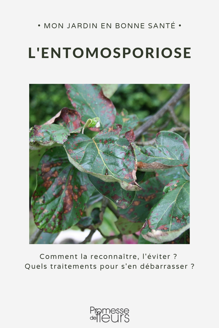 entomosporiose, danos e tratamento