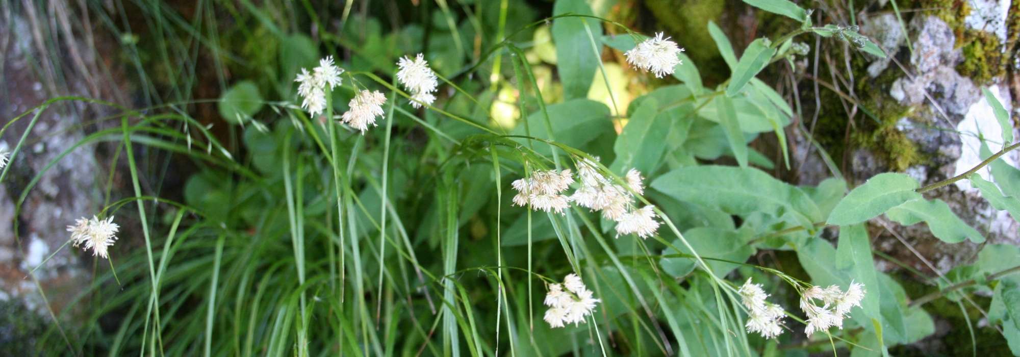 Lúzula: plantação, cultivo e manutenção