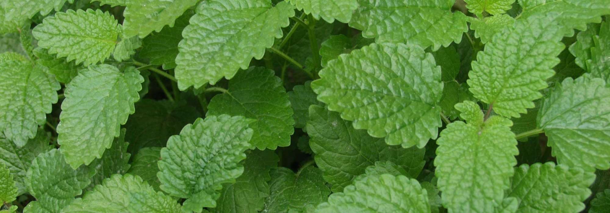 Erva-cidreira: sementeira, plantação, cultivo