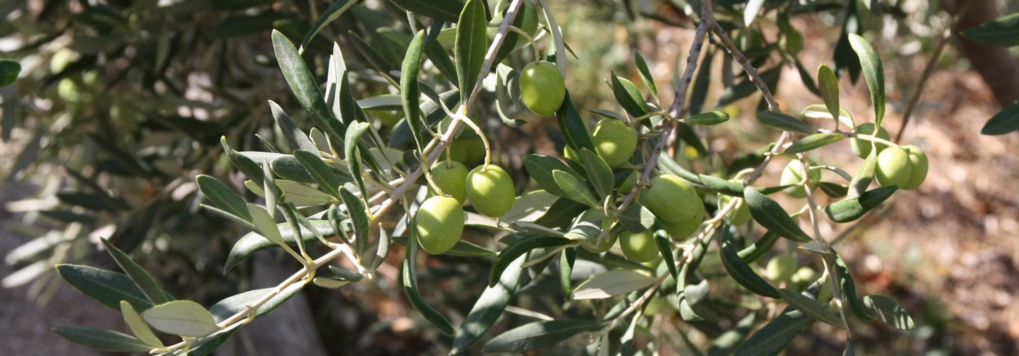 Oliveira, Olea europaea : plantação, poda