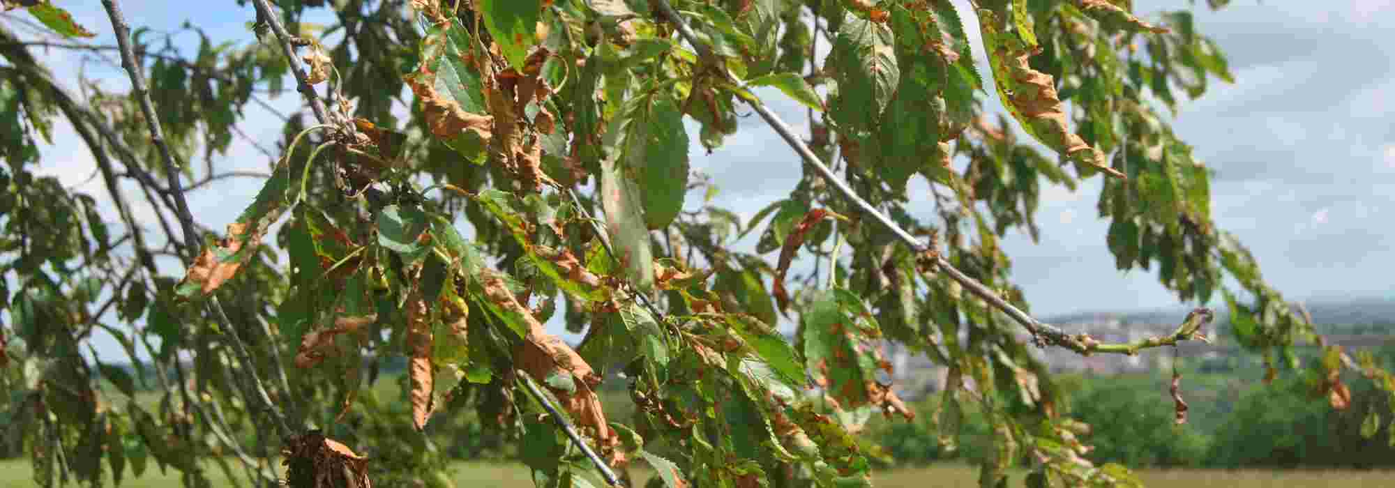 O Coryneum ou Crivado das fruteiras de caroço