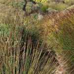 Restio, elegia capensis : plantar, podar e cuidar