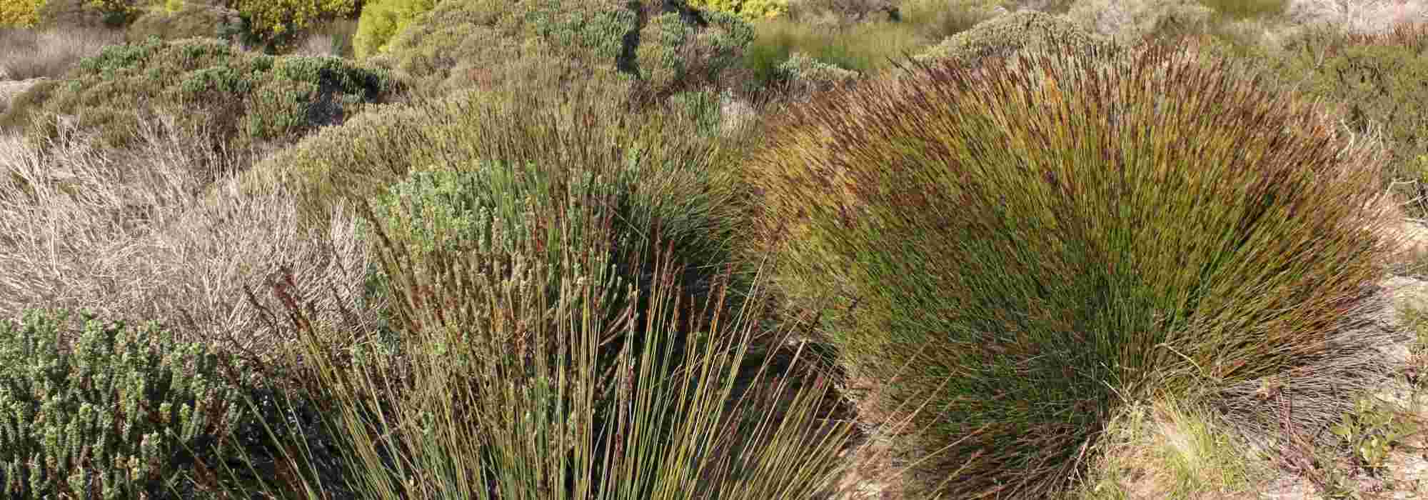 Restio, elegia capensis : plantar, podar e cuidar