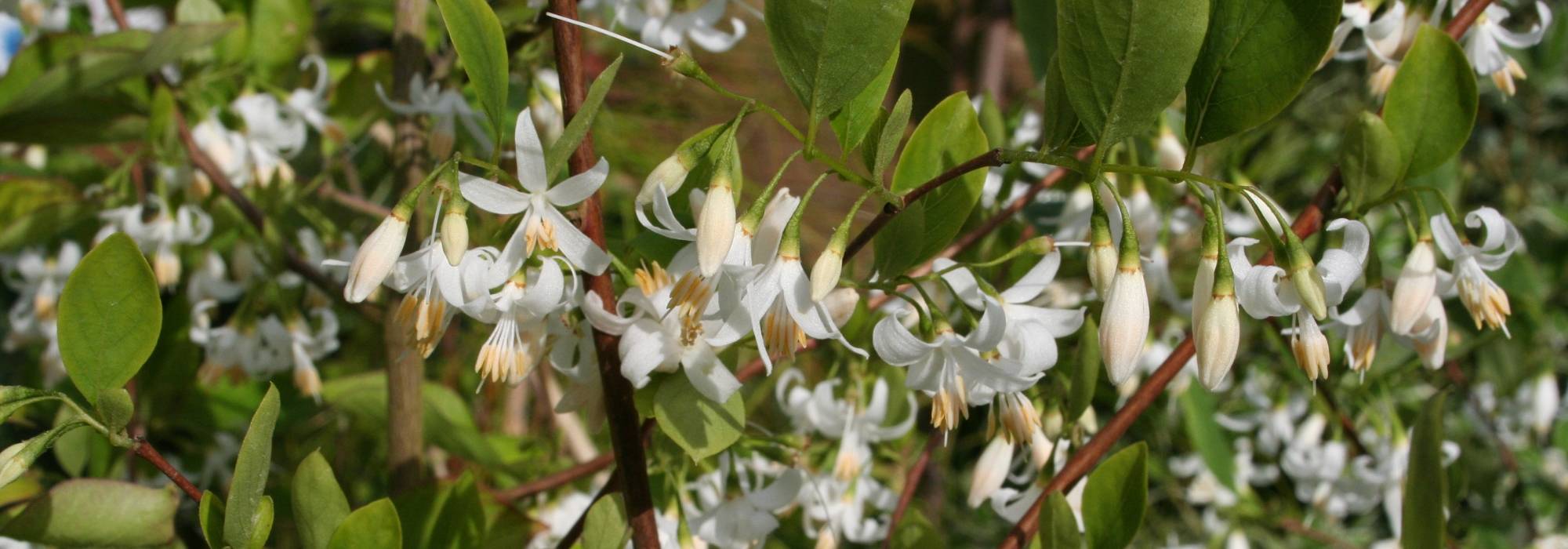 Estoraque: plantar, cultivar, cuidar