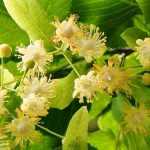 Tília, Tilia: plantação, cultivo e poda