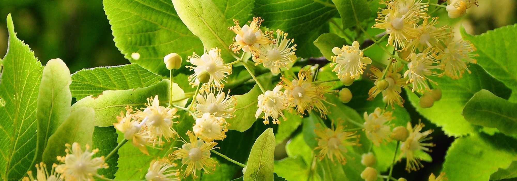 Tília, Tilia: plantação, cultivo e poda