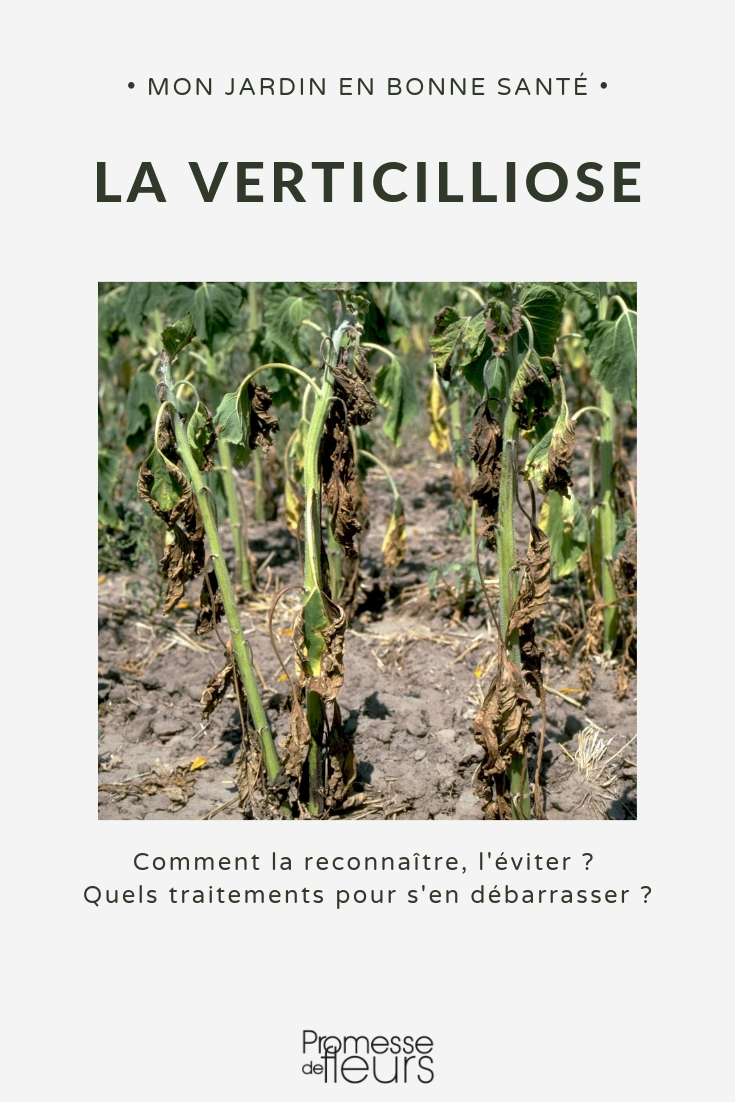 doença de Verticillium