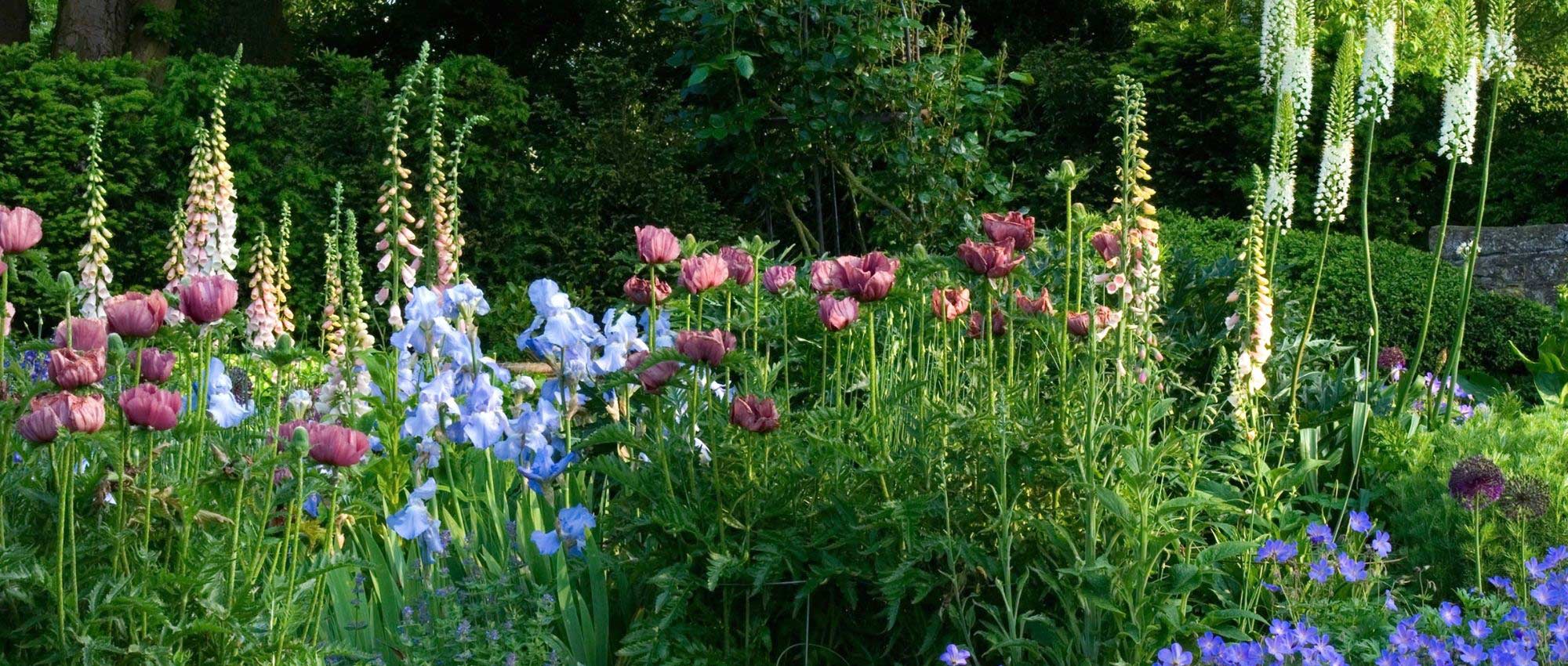 Jardim inglês: 10 plantas emblemáticas