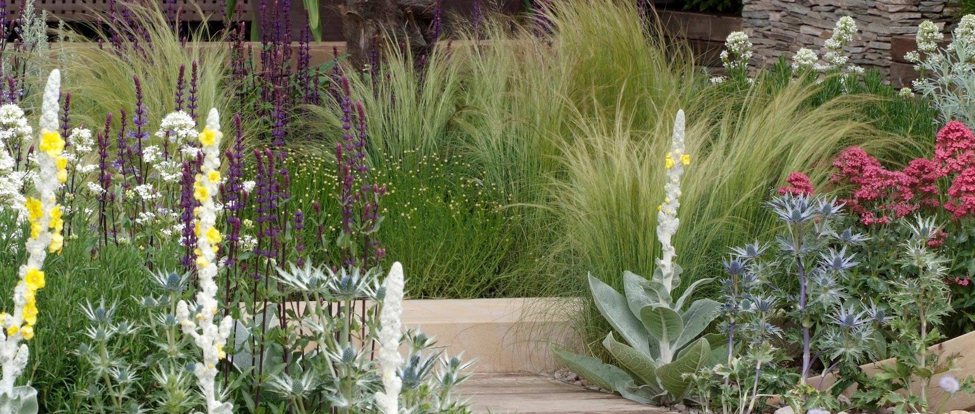 Jardinar em solo seco ou drenante: todos os nossos conselhos