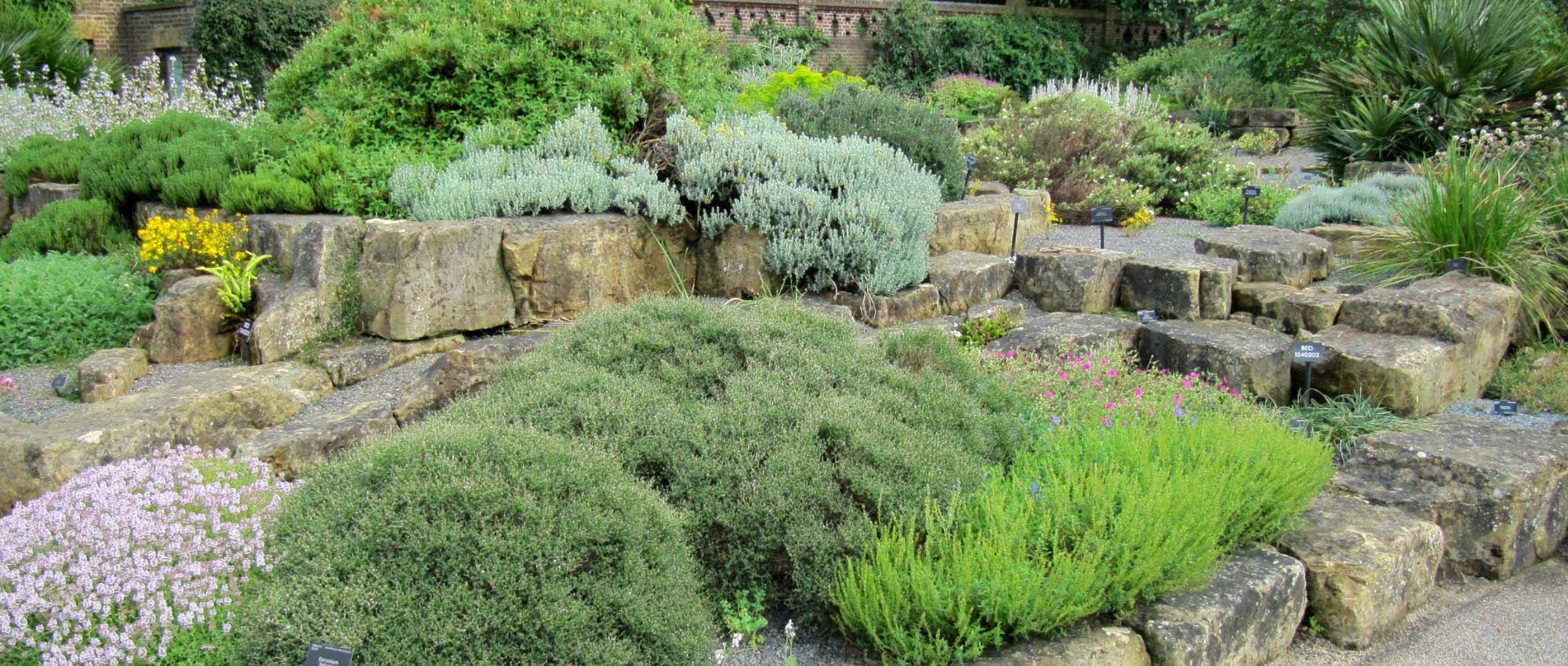 15 plantas para criar um jardim rochoso ensolarado