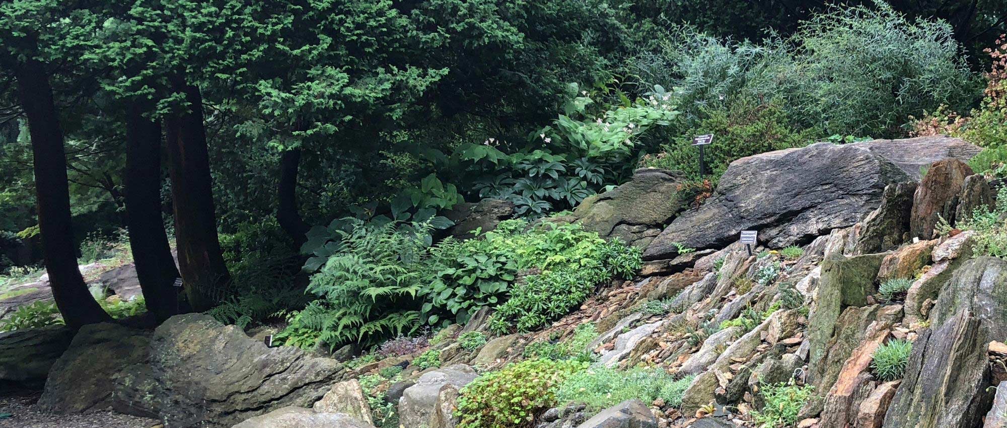 10 plantas para criar uma rocha de sombra