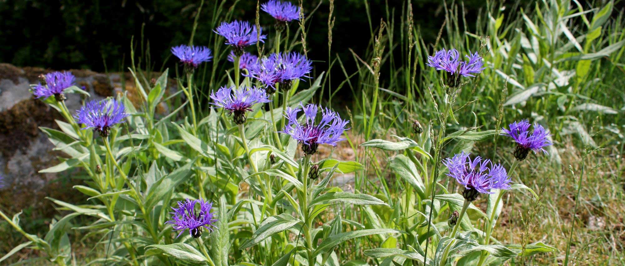 10 plantas perenes para solo calcário